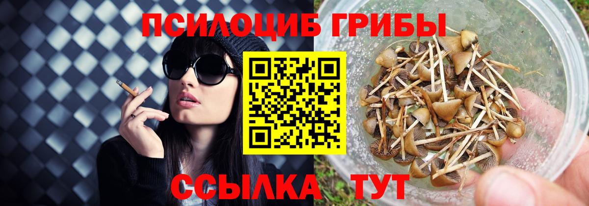 Псилоцибиновые грибы Psilocybe  Вход с VPN  Нерюнгри 